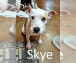 Small #5 Staffordshire Bull Terrier Mix
