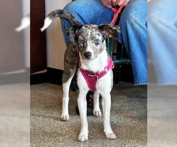 Medium Photo #3 Catahoula Leopard Dog-Labrador Retriever Mix Puppy For Sale in St. Louis Park, MN, USA