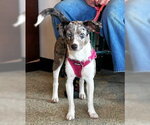 Small #2 Catahoula Leopard Dog-Labrador Retriever Mix
