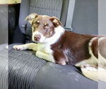 Small #18 Border Collie Mix