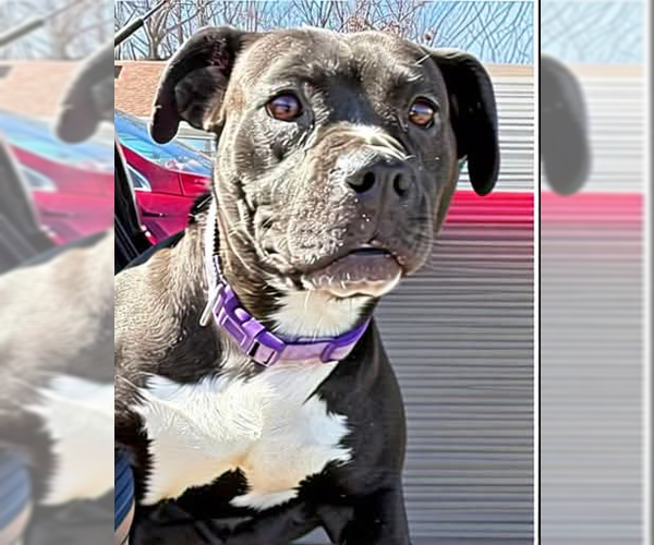 Medium Photo #8 Boston Terrier-Unknown Mix Puppy For Sale in Rustburg, VA, USA