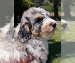 Small Photo #37 Bernedoodle-Golden Mountain Dog Mix Puppy For Sale in DAVIS, CA, USA