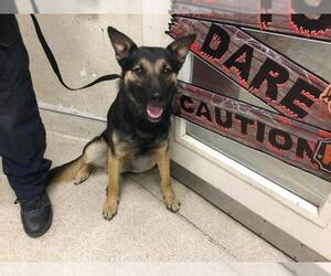 German Shepherd Dog-Unknown Mix Dogs for adoption in Riverside, CA, USA
