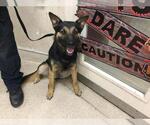 Small Photo #1  Puppy For Sale in , 