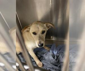 Labrador Retriever Dogs for adoption in Waco, TX, USA