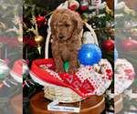 Small Photo #24 Goldendoodle Puppy For Sale in SAINT CLAIR SHORES, MI, USA