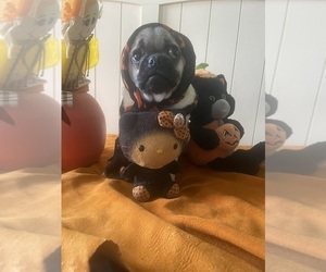 Pug Puppy for sale in FALMOUTH, VA, USA