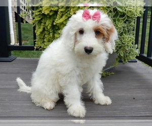 Goldendoodle (Miniature) Puppy for sale in MILLERSBURG, OH, USA