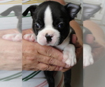 Puppy 3 Boston Terrier