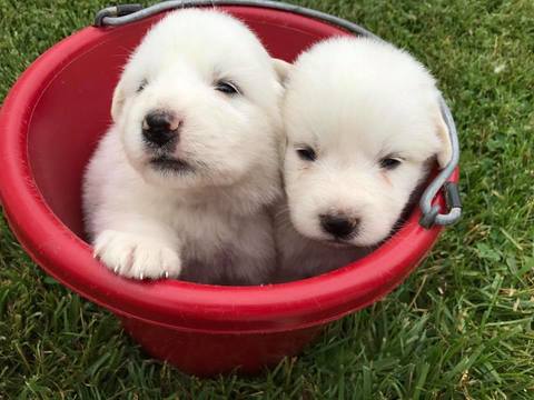Medium Photo #1 Great Pyrenees Puppy For Sale in ARCHBOLD, OH, USA