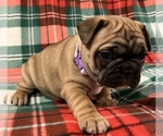 Small Photo #13 French Bulldog Puppy For Sale in BOLIVAR, MO, USA
