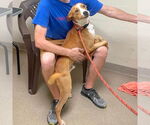 Small #2 Black Mouth Cur Mix