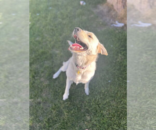 Medium Photo #6 Labrador Retriever-Retriever  Mix Puppy For Sale in Sandy, UT, USA