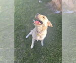 Small #5 Labrador Retriever-Retriever  Mix