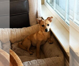 Chihuahua-Unknown Mix Dogs for adoption in Yuba City, CA, USA
