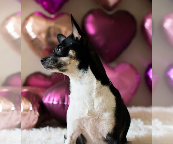 Medium Photo #16 Rat-Cha Puppy For Sale in San Francisco, CA, USA