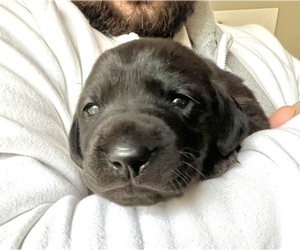 Labrador Retriever Puppy for Sale in SMITHFIELD, Rhode Island USA