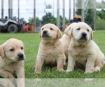 Small #3 Labrador Retriever