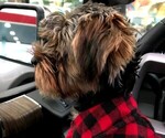 Small Photo #12 Yorkshire Terrier Puppy For Sale in EAST LAYTON, UT, USA