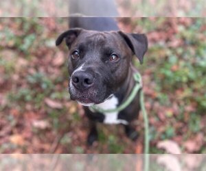 Staffordshire Bull Terrier Dogs for adoption in Charlotte, NC, USA
