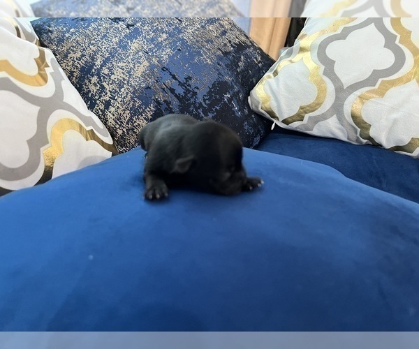 Medium Photo #54 Yorkshire Terrier Puppy For Sale in HAYWARD, CA, USA