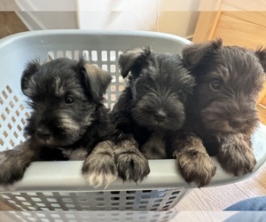 Schnauzer (Miniature) Puppy for sale in COLUMBIA CITY, IN, USA