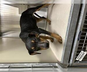 American Pit Bull Terrier-Doberman Pinscher Mix Dogs for adoption in Sacramento, CA, USA