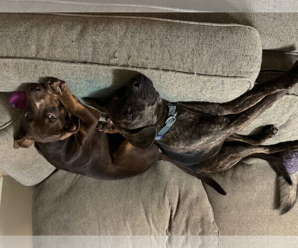 Medium Photo #7 Mountain Cur-Unknown Mix Puppy For Sale in Wakefield, RI, USA