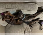 Small #6 Mountain Cur Mix