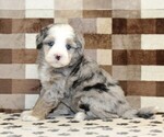 Small #3 Bernedoodle (Miniature)