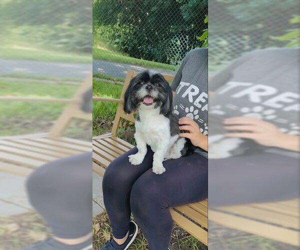 Medium Photo #3 Shih Tzu Puppy For Sale in Weston, FL, USA