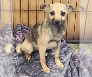 Butch - Male Chihuahua Dog for Adoption - Photo #10