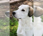 Small #8 Great Pyrenees Mix
