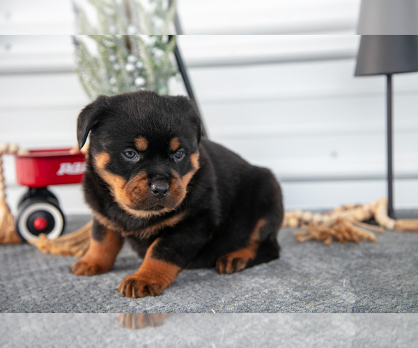 Medium Photo #34 Rottweiler Puppy For Sale in BRYANT, IN, USA