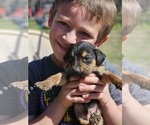 Small #10 Miniature Pinscher Mix