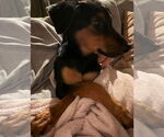 Small #2 Rottweiler Mix