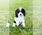 Small Photo #2 Cocker Spaniel Puppy For Sale in MILLERSBURG, IN, USA