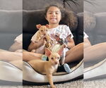 Small Photo #2 Chihuahua Puppy For Sale in Peralta, NM, USA