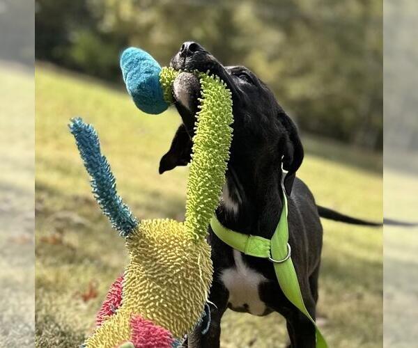 Medium Photo #3 Mutt Puppy For Sale in Yardley, PA, USA