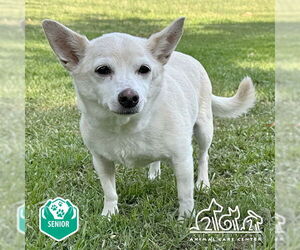 Chihuahua-Unknown Mix Dogs for adoption in Irvine, CA, USA