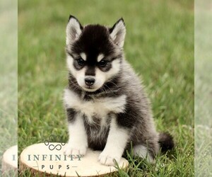 Pomsky Puppy for sale in PARKESBURG, PA, USA