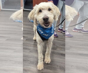 Goldendoodle Dogs for adoption in Clarkston, MI, USA