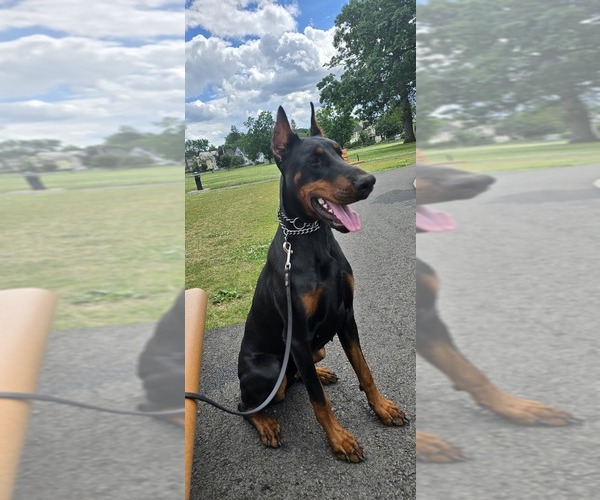 Medium Photo #15 Doberman Pinscher Puppy For Sale in FORT LAUDERDALE, FL, USA