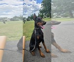 Small #13 Doberman Pinscher