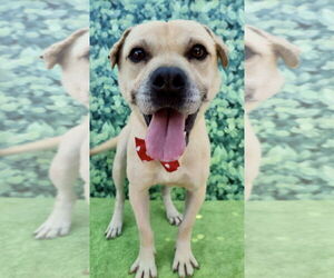Gordy - Male Mutt Dog for Adoption - Photo #2