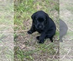 Small #18 Labrador Retriever