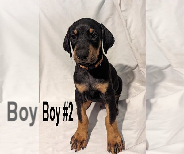 Medium Photo #2 Doberman Pinscher Puppy For Sale in FLINT, TX, USA