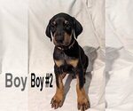 Small Photo #2 Doberman Pinscher Puppy For Sale in FLINT, TX, USA