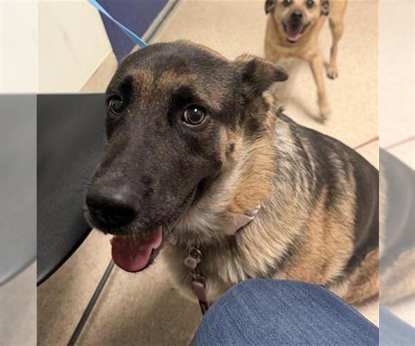 Medium Photo #1 German Shepherd Dog Puppy For Sale in Bakersfield, CA, USA