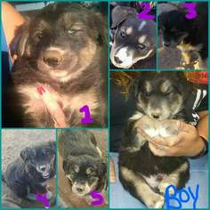 Goberian Puppy for sale in LANCASTER, CA, USA